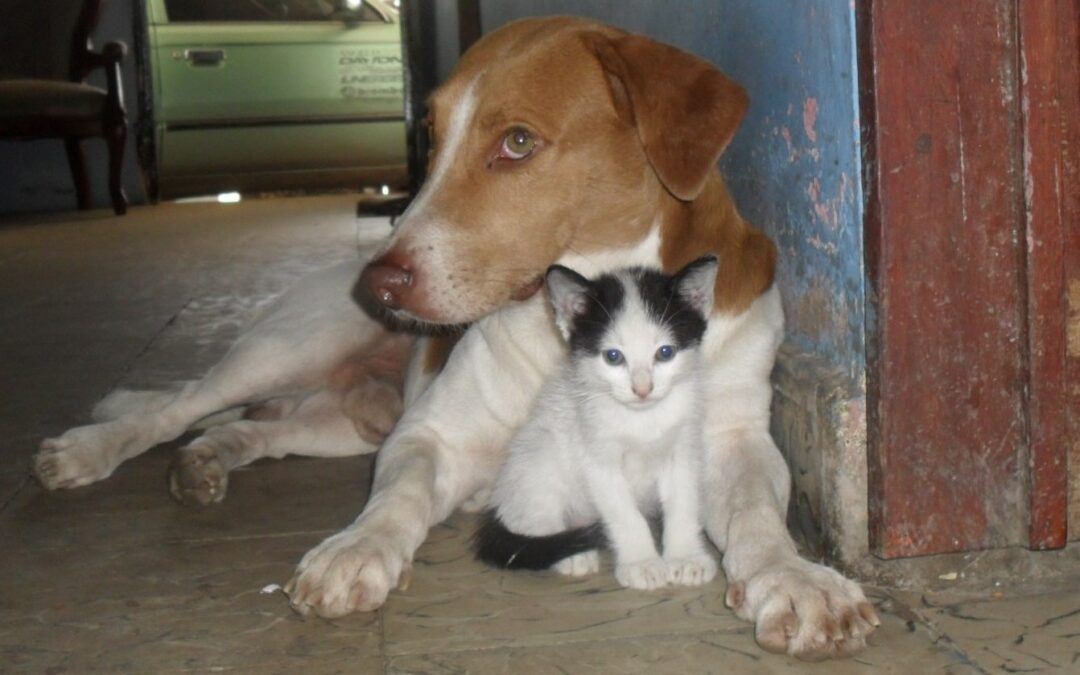 Chat et chien